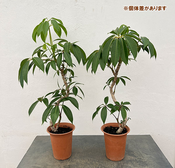 ツピダンサス(曲り仕立て)6号鉢植え