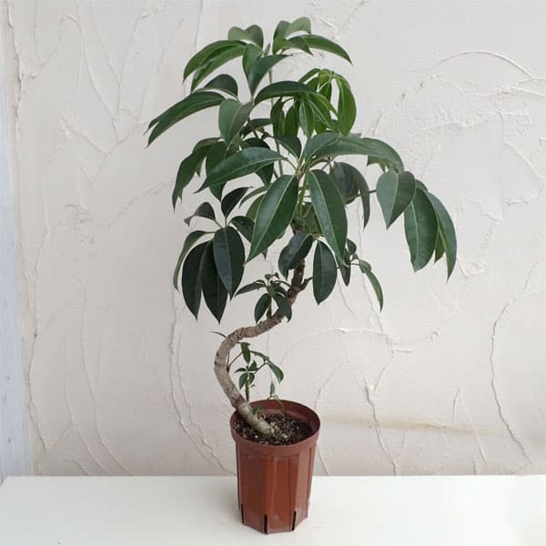 ツピダンサス(曲り仕立て)6号鉢植え