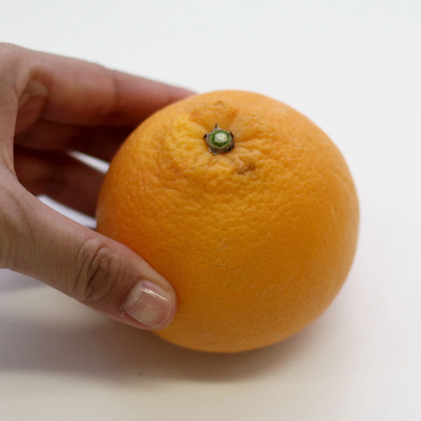 ブラッドオレンジ3号ポット