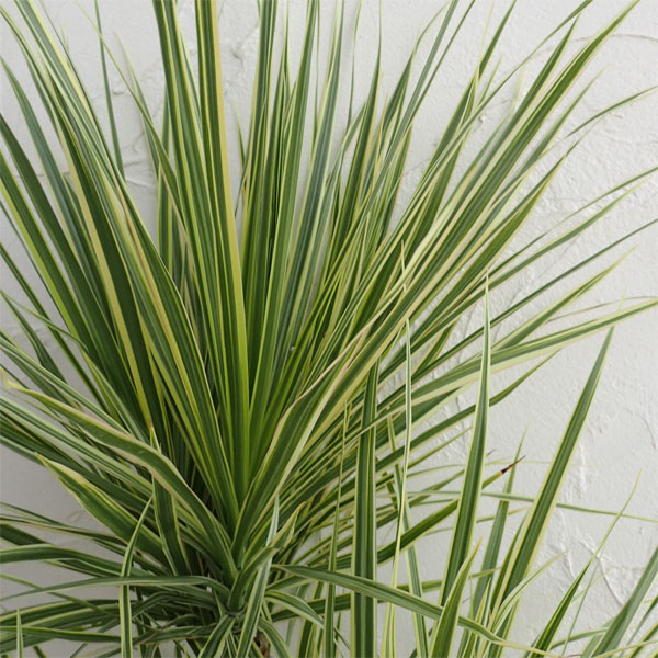 園芸ネット本店｜緑の楽園：ドラセナ：コンシンナ・ホワイボリー8号