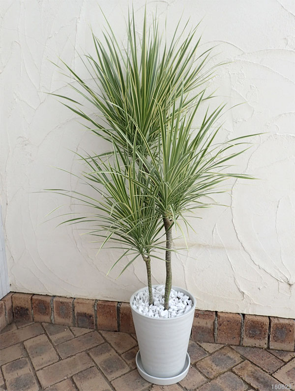 園芸ネット本店｜緑の楽園：ドラセナ：コンシンナ・ホワイボリー8号