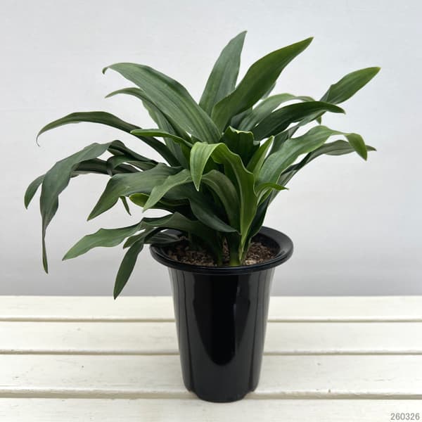 オモト（万年青）：宗石（そうせき）5.5号鉢植え