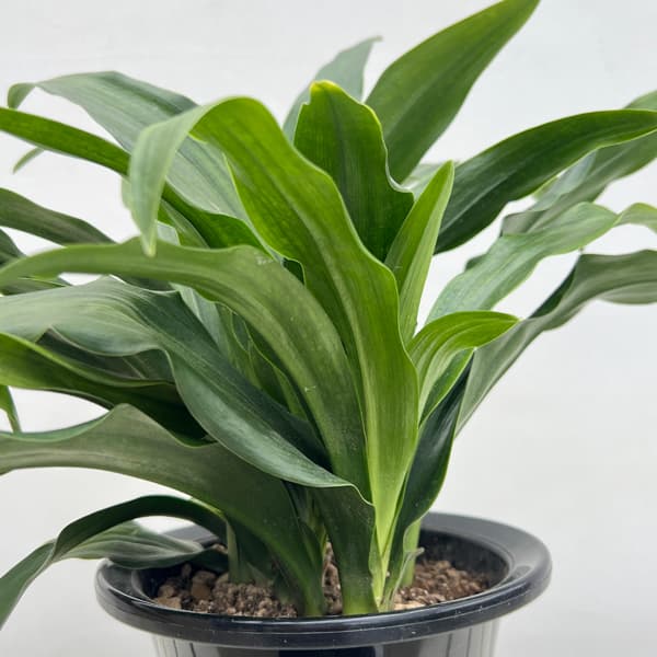 オモト（万年青）：宗石（そうせき）5.5号鉢植え