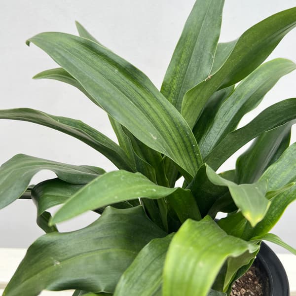 オモト（万年青）：宗石（そうせき）5.5号鉢植え