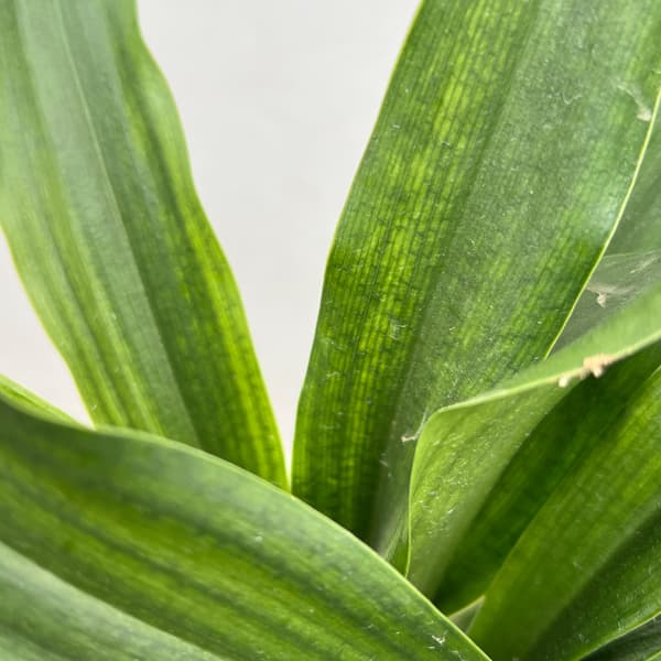 オモト（万年青）：宗石（そうせき）5.5号鉢植え