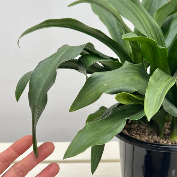 オモト（万年青）：宗石（そうせき）5.5号鉢植え