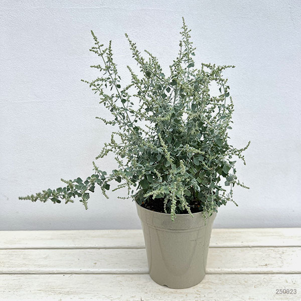 9.ソルトホワイト＊多肉植物】 9.ソルトホワイト＊多肉植物】 園芸