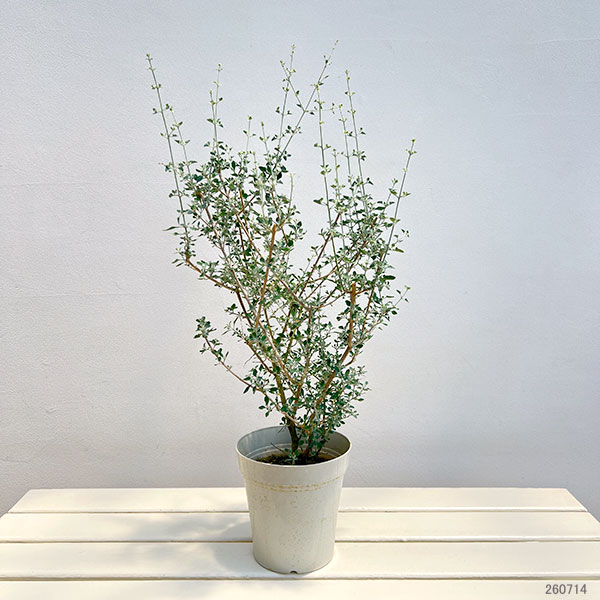 ホワイトソルトブッシュ(ラゴディア・ハスタータ)5号鉢植え