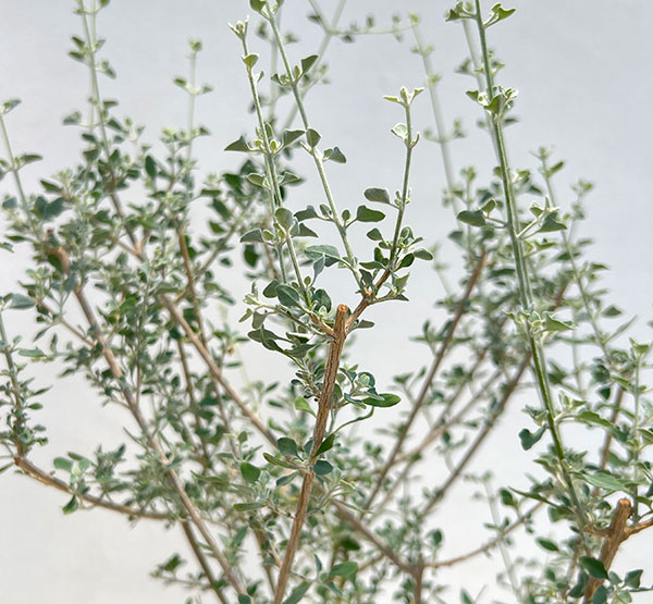 ホワイトソルトブッシュ(ラゴディア・ハスタータ)5号鉢植え