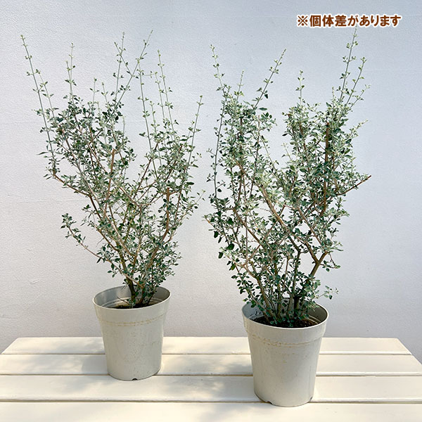 ホワイトソルトブッシュ(ラゴディア・ハスタータ)5号鉢植え