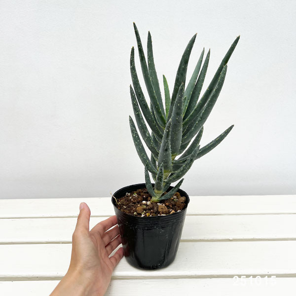アロエ:ディコトマ4号ポット*