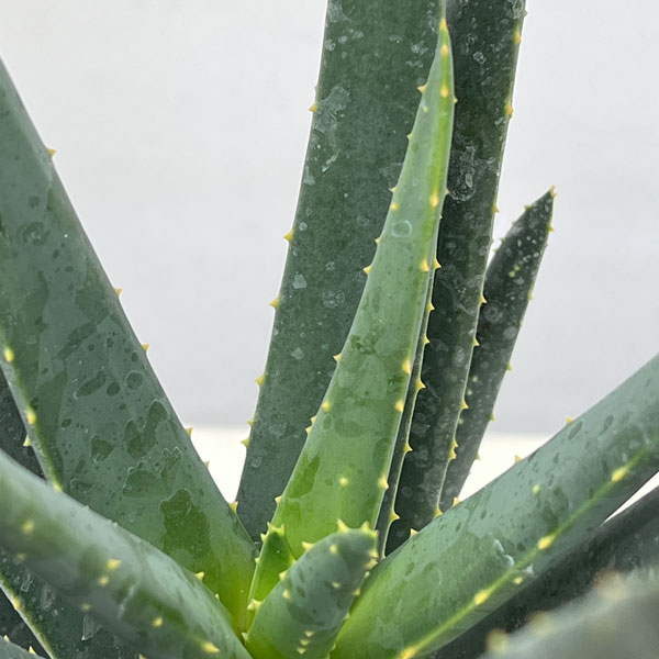 アロエ:ディコトマ4号ポット*