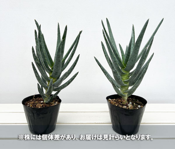 アロエ:ディコトマ4号ポット*