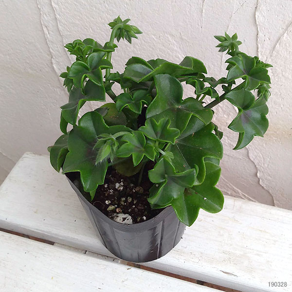 アイビーゼラニウム：ルーレット レッド系3.5号ポット