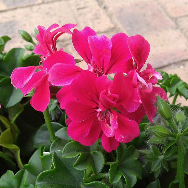 アイビーゼラニウム：ルーレット レッド系3.5号ポット