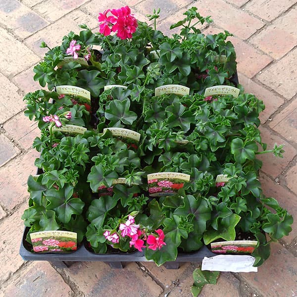 アイビーゼラニウム：ルーレット レッド系3.5号ポット