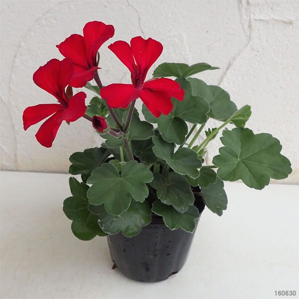 アイビーゼラニウム：カリエンテ　ファイヤー3-3.5号ポット