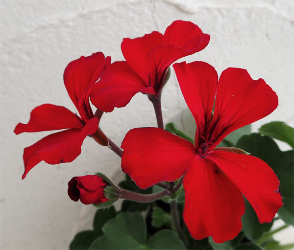 アイビーゼラニウム：カリエンテ　ファイヤー3-3.5号ポット