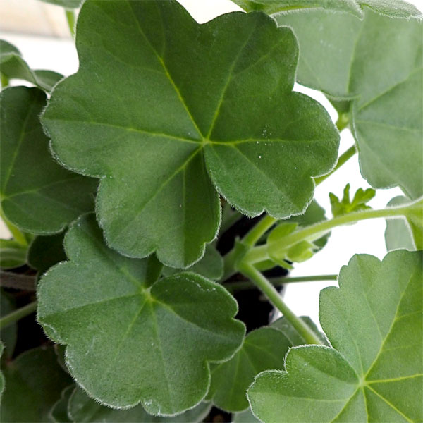 アイビーゼラニウム：カリエンテ　ファイヤー3-3.5号ポット