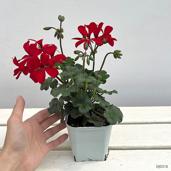 アイビーゼラニウム：カリエンテ　ファイヤー3-3.5号ポット