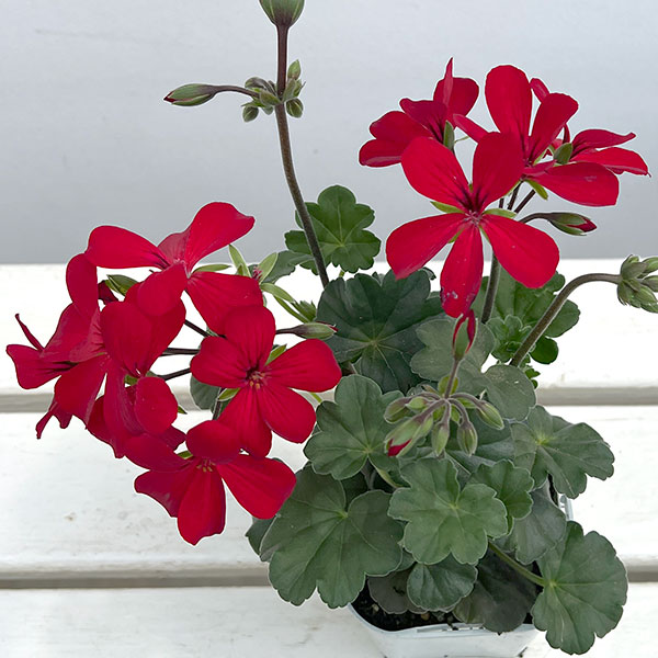 アイビーゼラニウム：カリエンテ　ファイヤー3-3.5号ポット