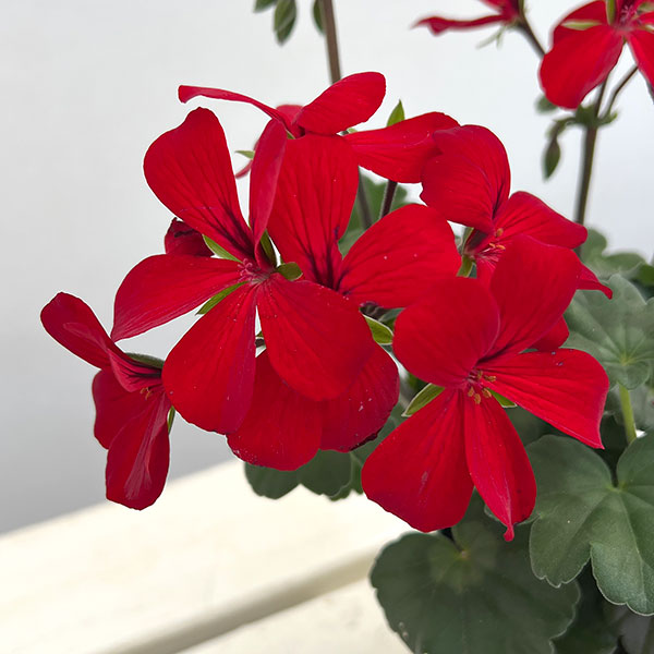 アイビーゼラニウム：カリエンテ　ファイヤー3-3.5号ポット