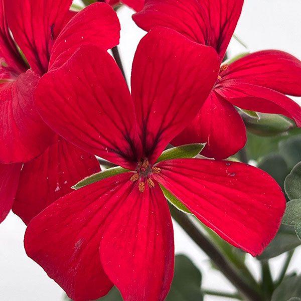 アイビーゼラニウム：カリエンテ　ファイヤー3-3.5号ポット