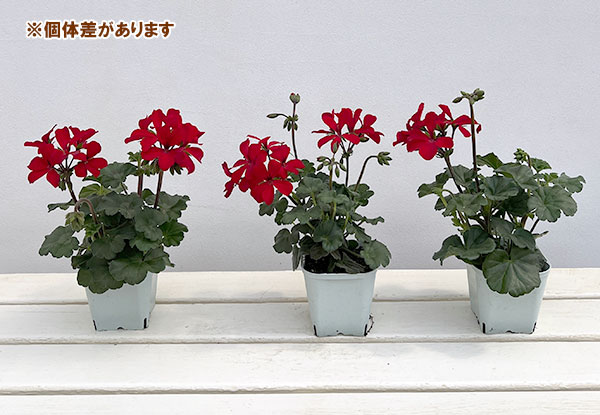 アイビーゼラニウム：カリエンテ　ファイヤー3-3.5号ポット
