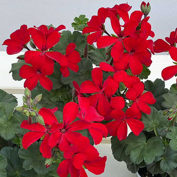 アイビーゼラニウム：カリエンテ　ファイヤー3-3.5号ポット