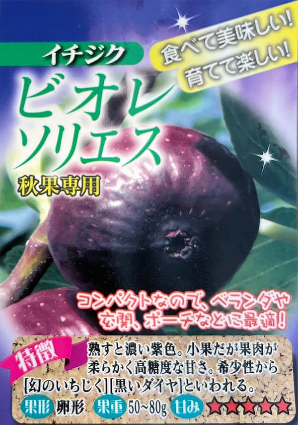 イチジク：ビオレ・ソリエス6号鉢植え