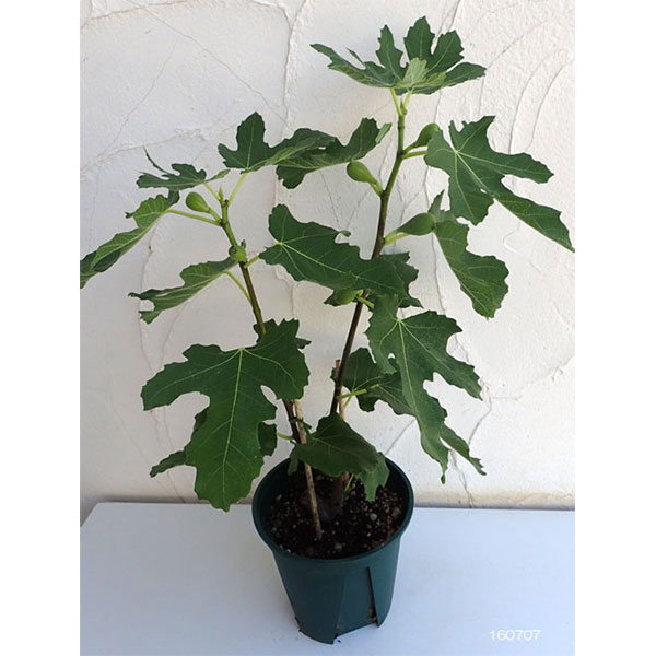 イチジク:ロングドゥート6号鉢植え