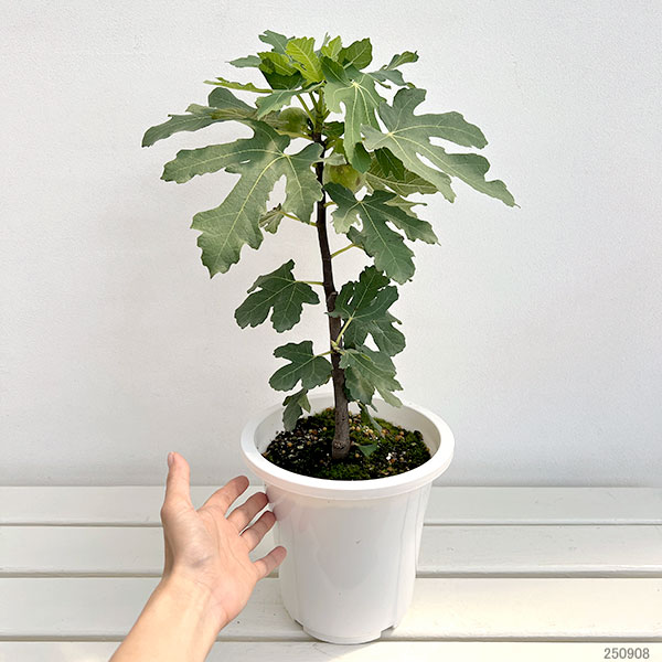 イチジク:ロングドゥート6号鉢植え