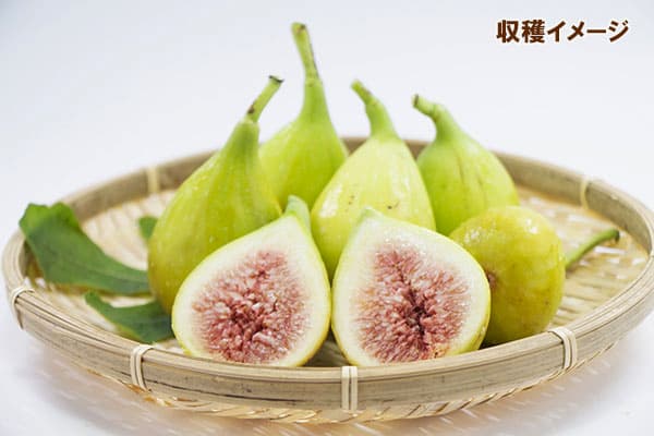 イチジク:ロングドゥート6号鉢植え