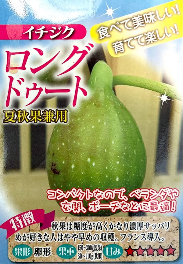 イチジク:ロングドゥート6号鉢植え