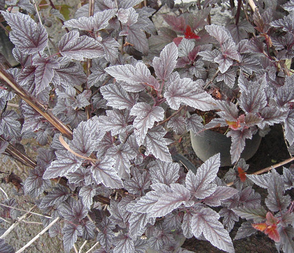 テマリシモツケ：レディインレッド5号ポット