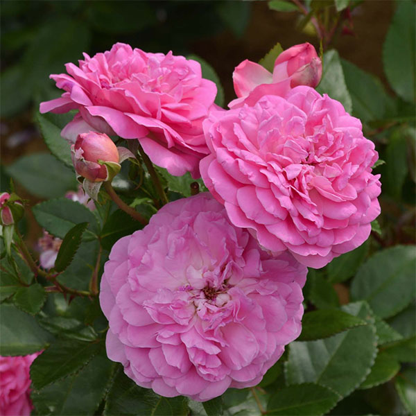 園芸ネット本店｜四季咲中輪バラ：オーキッド ロマンス6号鉢植え の