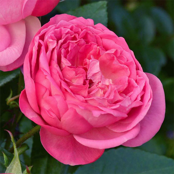 園芸ネット本店｜四季咲中輪バラ：オーキッド ロマンス6号鉢植え の