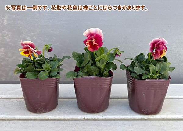 うえたコレクションビオラ：レインボーウェーブマーメイド3.5号ポット 12株セット