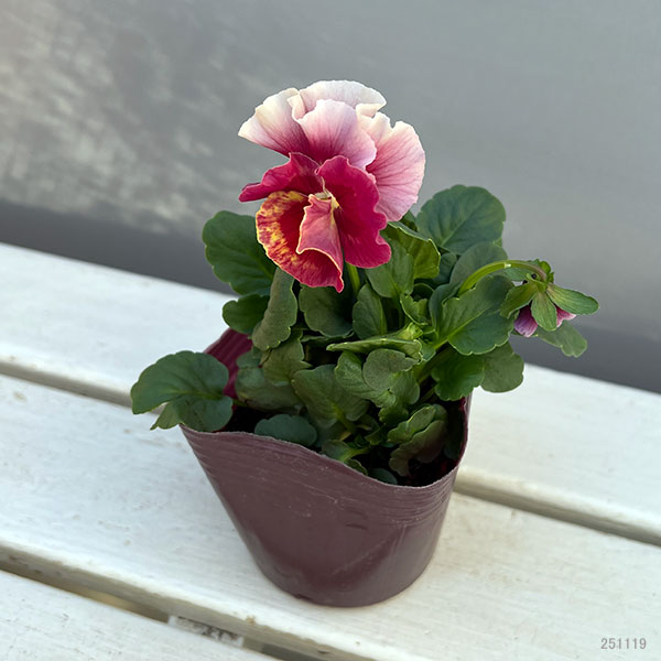 うえたコレクションビオラ：レインボーウェーブマーメイド3.5号ポット 12株セット