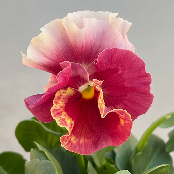 うえたコレクションビオラ：レインボーウェーブマーメイド3.5号ポット 12株セット