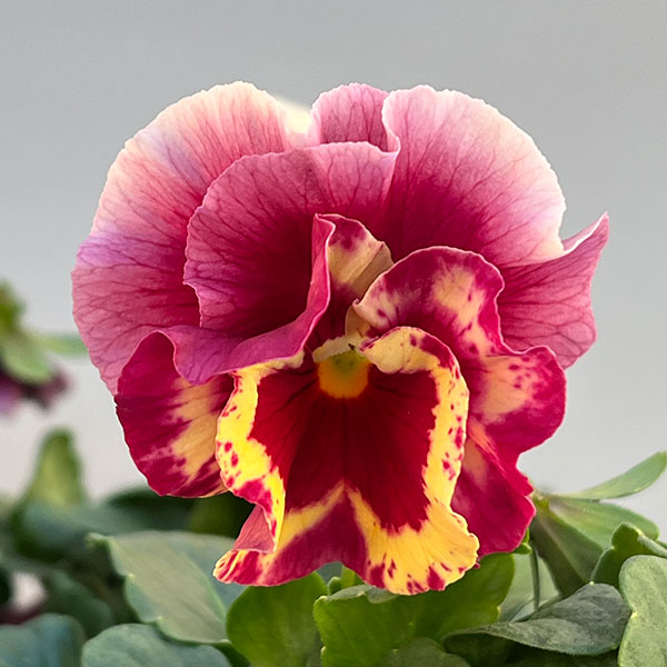 うえたコレクションビオラ：レインボーウェーブマーメイド3.5号ポット 12株セット