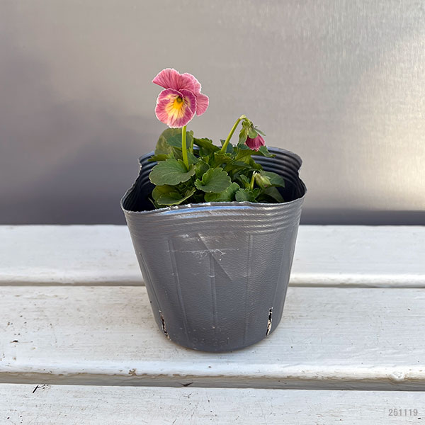 うえたコレクションビオラ:キューティーハート3.5号ポット 6株セット