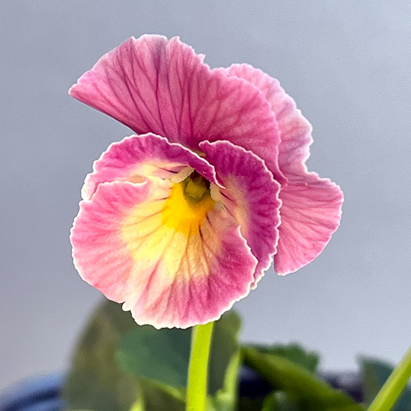 うえたコレクションビオラ:キューティーハート3.5号ポット 6株セット