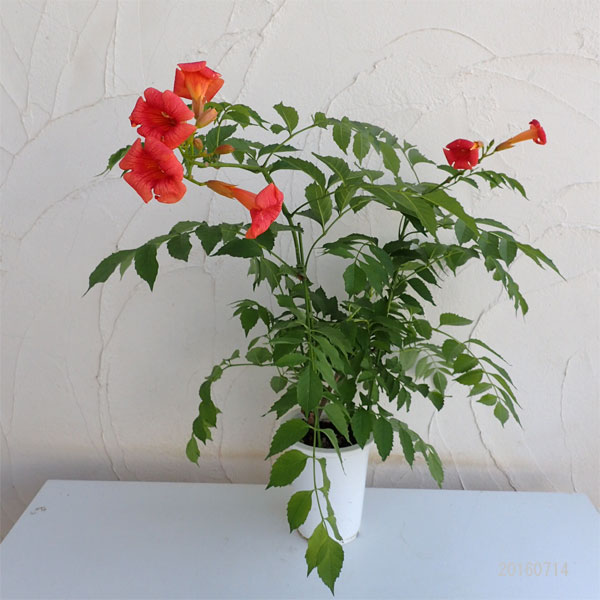 ノウゼンカズラ:レッド5号鉢植え