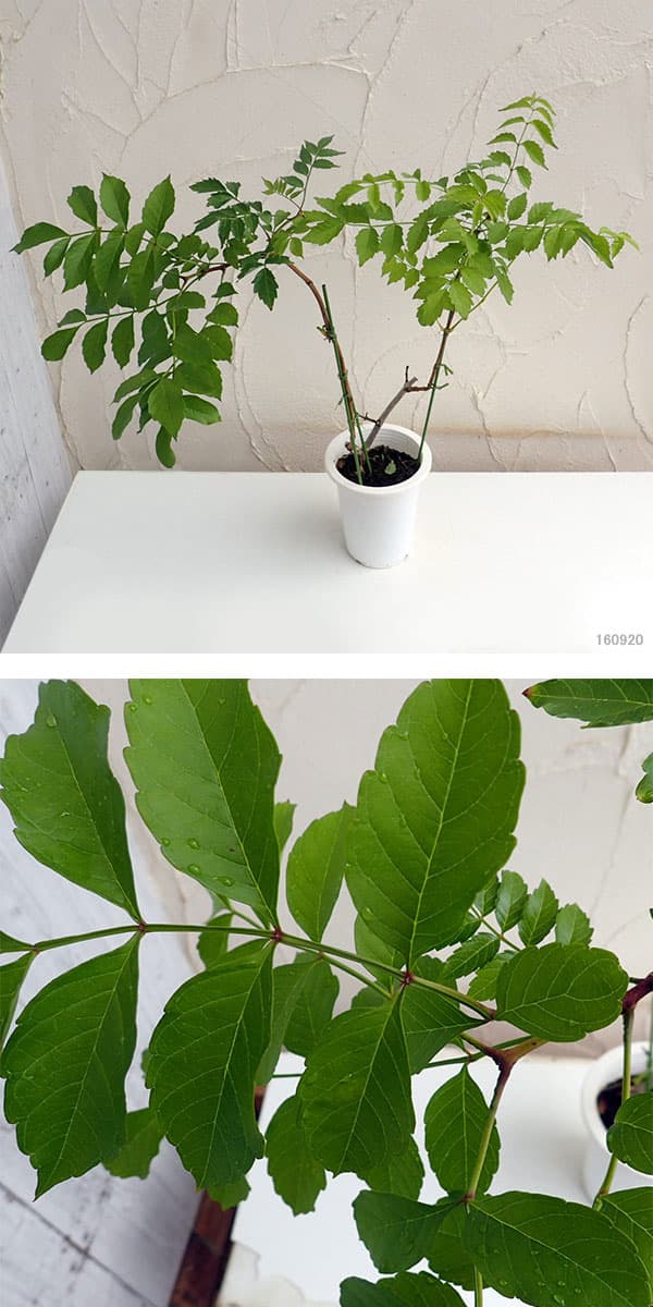 ノウゼンカズラ:レッド5号鉢植え