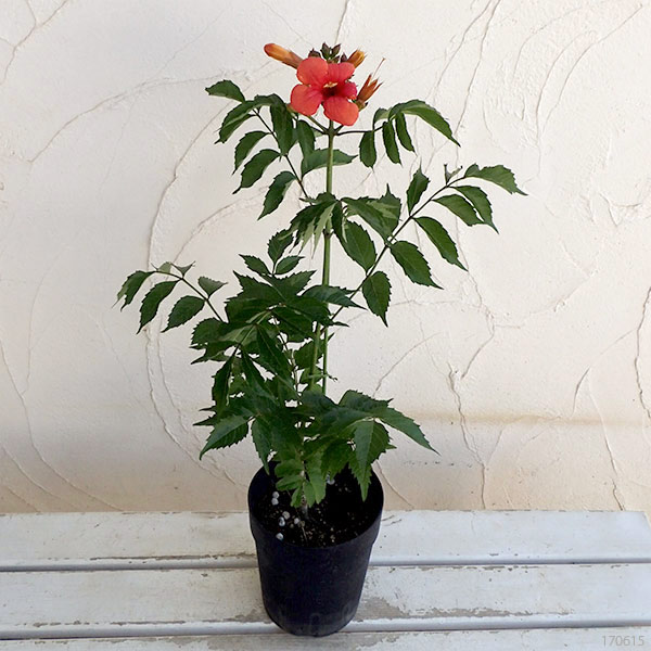 ノウゼンカズラ:レッド5号鉢植え