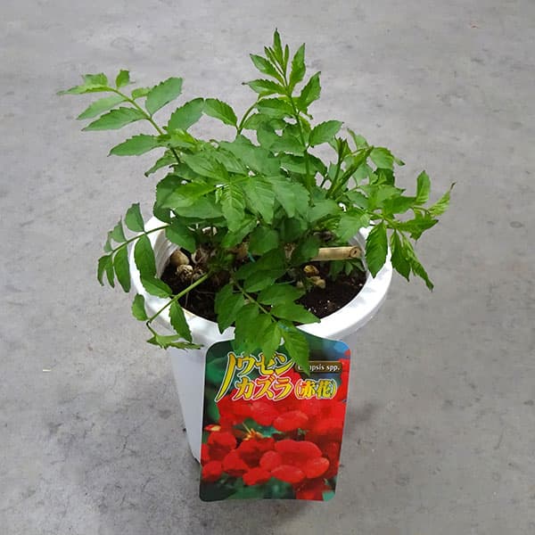 ノウゼンカズラ:レッド5号鉢植え