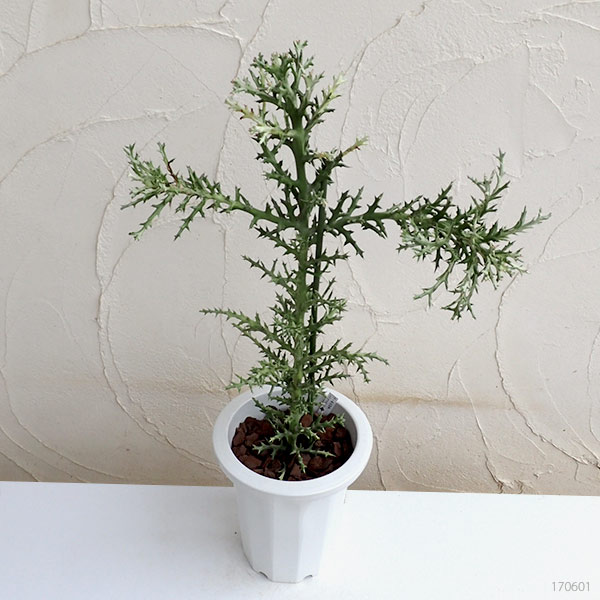 ユーフォルビア　トナカイカク6号鉢植え