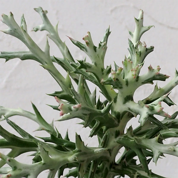 ユーフォルビア　トナカイカク6号鉢植え