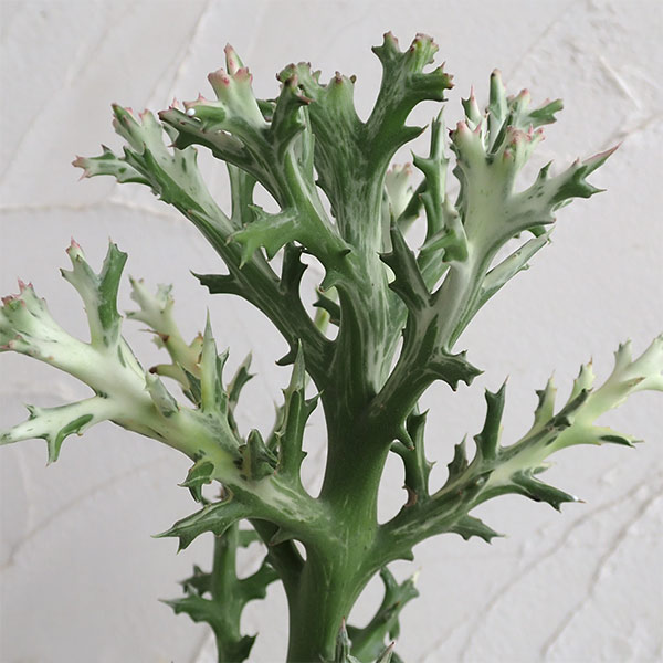ユーフォルビア　トナカイカク6号鉢植え